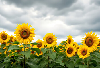 Obraz premium A field of vibrant yellow sunflowers against a stormy gray sky, with lush green foliage in the foreground