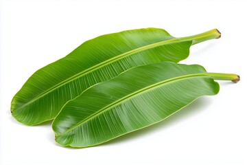 Fototapeta premium Banana Leaves on White Background