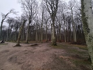 der atmosphärische Geisterwald in Nienhagen, Mecklenburg - Vorpommern: Ein perfektes Ziel für einen Tagesausflug
