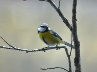 cincia