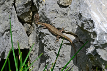 Common wall lizard - female // Mauereidechse - Weibchen (Podarcis muralis albanica) - Lovcen National Park, Montenegro
