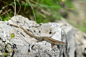 Mauereidechse - Männchen // common wall lizard - male (Podarcis muralis albanica) - Lovcen Nationalpark, Montenegro