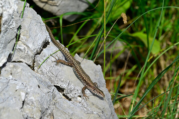 Common wall lizard - male // Mauereidechse - Männchen (Podarcis muralis albanica) - Lovcen National Park, Montenegro