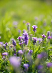 Blooming Alpine meadow. Alpine green summer meadow with blooming purple flowers. Alpine highlands. Blooming meadow of the highlands.
