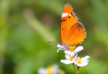 Obraz premium Bright orange large mother of pearl butterfly sitting on a white flower against blurred green grass. Close up.
