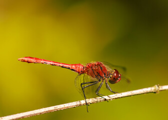Blutrote Heidelibelle - Sympetrum sanguineum