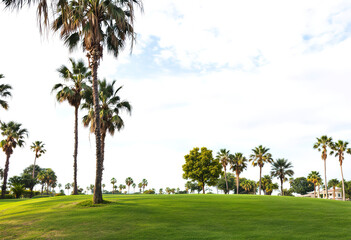 Green lawn and palm trees on a golf course