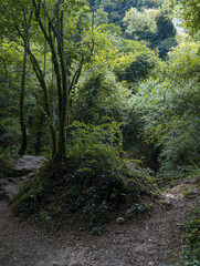 Glimpse of lush nature during a mountain walk