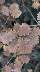 Oak branch with buds and brown leaves