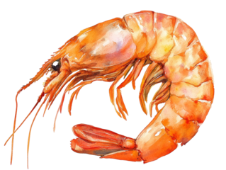 Detailed watercolor illustration of a shrimp