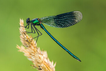 Gebänderte Prachtlibelle - Calopteryx splendens