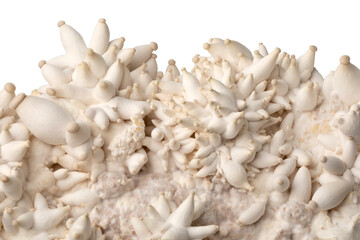 Fresh Eryngi mushrooms growing on substrate close up