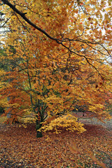 Closeup of a golden Japanese maple tree in Autumn, Gloucestershire England
