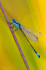 Grosse Pechlibelle (Ischnura elegans) © Winfried Rusch