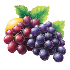 Fototapeta premium Vibrant grapes on white background
