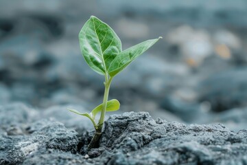 A small plant is growing on a rock