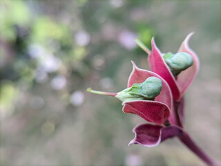 Euphorbia tithymaloides is also known as Pedilanthus coalcomanensis, Little Bird Flower, Emerald...