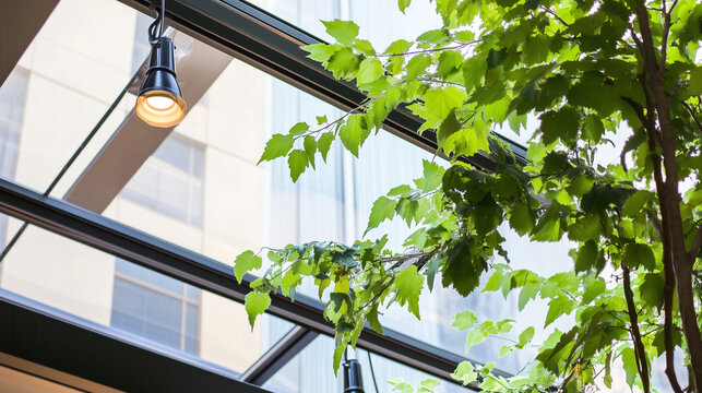 Eine Pflanze steht in einem B&uuml;rogeb&auml;ude, im Hintergrund ist die helle Fensterfront mit Deckenlampen zu sehen, Hintergrund, Querformat