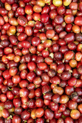 Red fresh coffe grains from Colombia