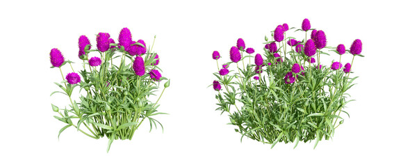 Gomphrena flower isolated on white
