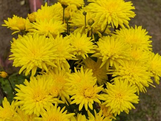 Yellow chrysanthemum flowers in the garden