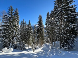 Picturesque canopies of alpine trees in a typical winter atmosphere in the Swiss Alps and over the tourist resort of Davos - Canton of Grisons, Switzerland (Kanton Graubünden, Schweiz)