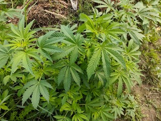 Cannabis sativa growing by itself