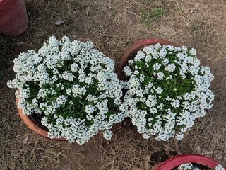 Sweet alyssum flower pots in the garden