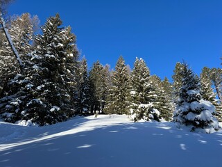 Picturesque canopies of alpine trees in a typical winter atmosphere in the Swiss Alps and over the tourist resort of Davos - Canton of Grisons, Switzerland (Kanton Graubünden, Schweiz)