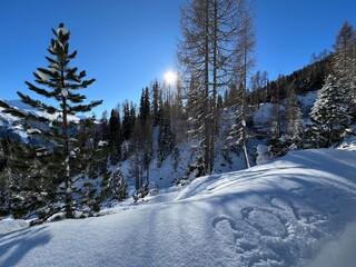 Picturesque canopies of alpine trees in a typical winter atmosphere in the Swiss Alps and over the tourist resort of Davos - Canton of Grisons, Switzerland (Kanton Graubünden, Schweiz)