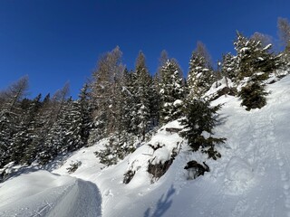 Picturesque canopies of alpine trees in a typical winter atmosphere in the Swiss Alps and over the tourist resort of Davos - Canton of Grisons, Switzerland (Kanton Graub&uuml;nden, Schweiz)