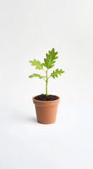 Obraz premium Freshly sprouted oak plant in a rustic terracotta pot