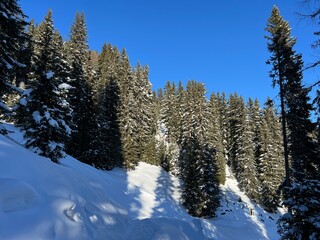 Picturesque canopies of alpine trees in a typical winter atmosphere in the Swiss Alps and over the tourist resort of Davos - Canton of Grisons, Switzerland (Kanton Graubünden, Schweiz)