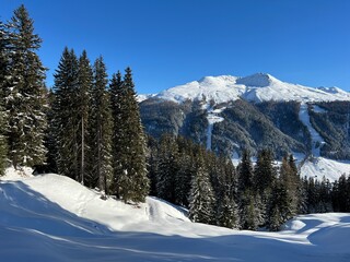 Picturesque canopies of alpine trees in a typical winter atmosphere in the Swiss Alps and over the tourist resort of Davos - Canton of Grisons, Switzerland (Kanton Graubünden, Schweiz)