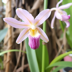 Lycaste aromatica is a species of orchid with terrestrial or epiphytic habit. It is originally from Central America.