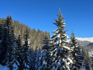 Picturesque canopies of alpine trees in a typical winter atmosphere in the Swiss Alps and over the tourist resort of Davos - Canton of Grisons, Switzerland (Kanton Graubünden, Schweiz)