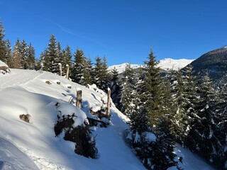 Picturesque canopies of alpine trees in a typical winter atmosphere in the Swiss Alps and over the tourist resort of Davos - Canton of Grisons, Switzerland (Kanton Graub&uuml;nden, Schweiz)