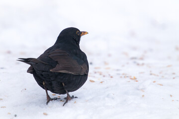 a black bird male, turdus merula, sitting in the snow