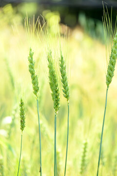 closeup the bunch ripe green wheat stitch plant growing with leaves in the farm field soft focus natural green brown background.
