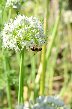 closeup the brown black honey bee hold on onion white flower with plants and leaves in the farm soft focus natural green brown background.