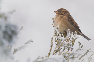 a sparrow perched on a coniferous at a cold winter day