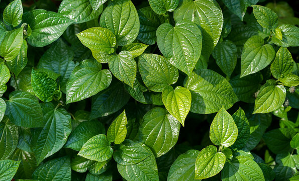 Top view of many green leaves in garden for background.Wildbetel Leafbush (Piper sarmentosum Roxb.), Thai medicinal plants that can be used to cook.