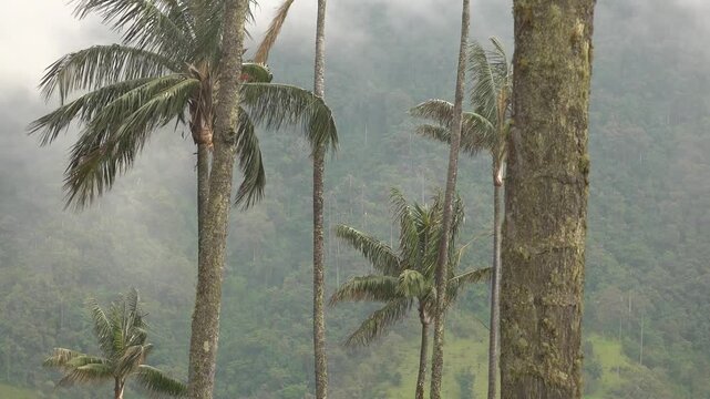 Close-up of palm trees blowing in the clouds in the Cocora Valley
