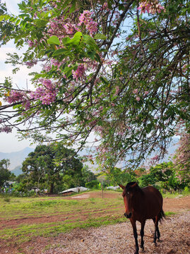 Caballo caminando en el campo bajo un &aacute;rbol de cerezo floreado