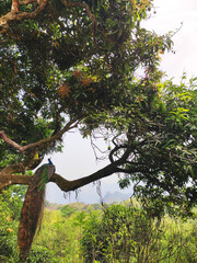 Pavo real común descansando en un árbo 