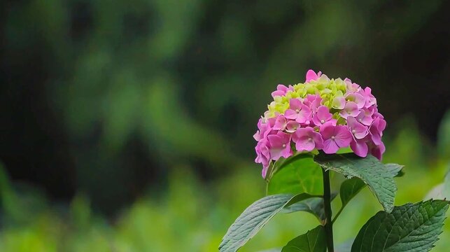 close-up of a vibrant hydrangea cluster in full bloom with soft pastel colors, showcasing delicate petals with a blurred background. Hydrangea 