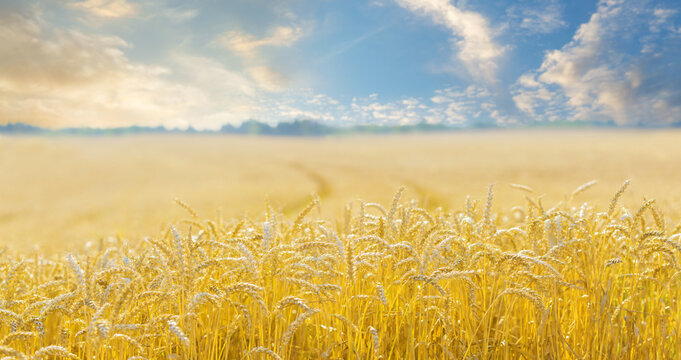 Field of ripening wheat ears on sunset or sunrise time. Wheat field. Crops field