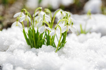 Snowdrop flowers blooming in snow covering. First spring flowers