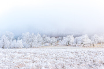 White, frozen trees in the misty, winter forest