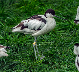 Pied avocet on the lawn. Latin name - Recurvirostra avosetta	